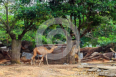 Camel walking in the zoo. Stock Photo