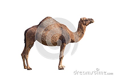 Camel on a white background. Stock Photo