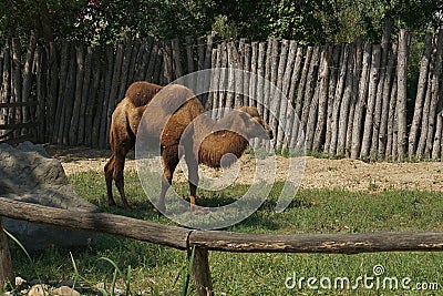 Camel Stock Photo