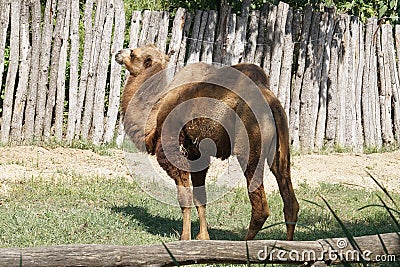 Camel Stock Photo