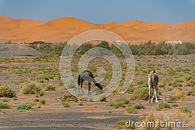 Camel, wild dromedary in the desert of Morocco Stock Photo