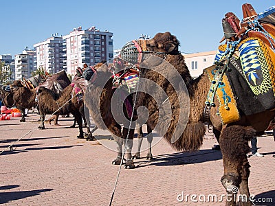 Camel wrestling festival Editorial Stock Photo