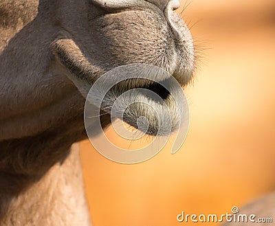 Camel (dromedary or one-humped Camel), Emirates Park Zoo, Abu Dh Stock Photo