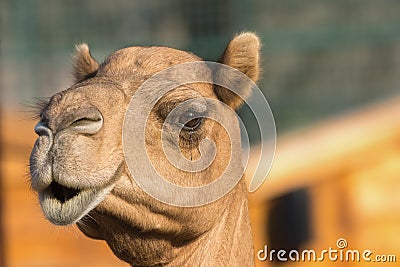 Camel (dromedary or one-humped Camel), Emirates Park Zoo, Abu Dh Stock Photo