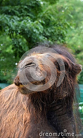 Camel zoo animal view summ Stock Photo