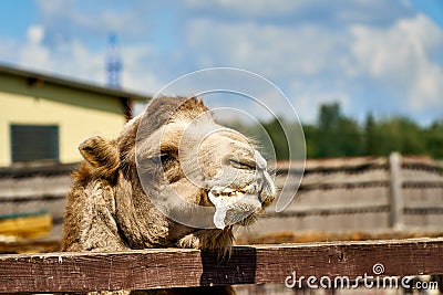 Camel at zoo with foam at mouth. Animals suffer in zoo and get sick. Funny camel Stock Photo