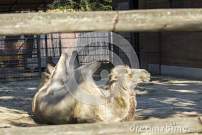 Camel Editorial Stock Photo