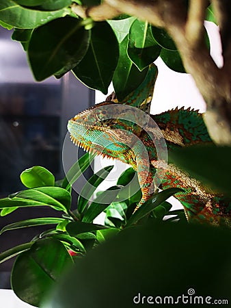 Cameleon Stock Photo