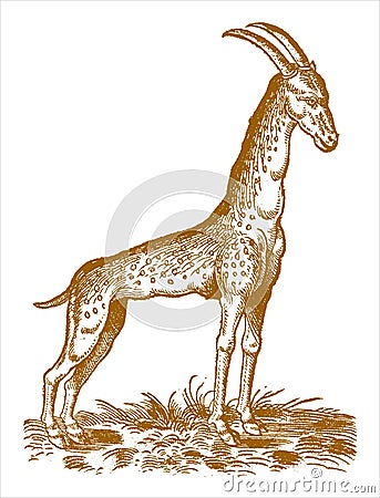 Cameleopard or giraffe giraffa camelopardalis standing in a landscape with grasses Vector Illustration
