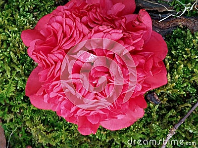 Camelia Blooms durin winter months Stock Photo