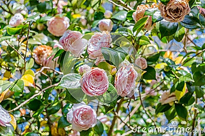 Camelia flower blossom, spring background Stock Photo