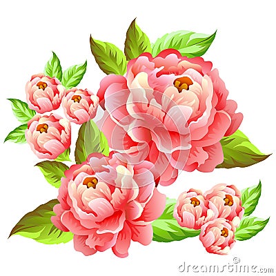 Camelia flower illustration Vector Illustration