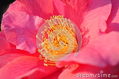 Camellia Stock Photo