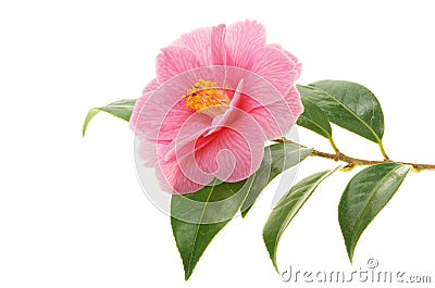 Camellia and branch Stock Photo