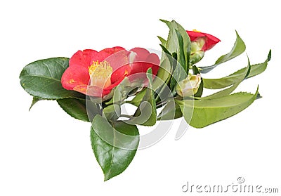 Camellia branch Stock Photo