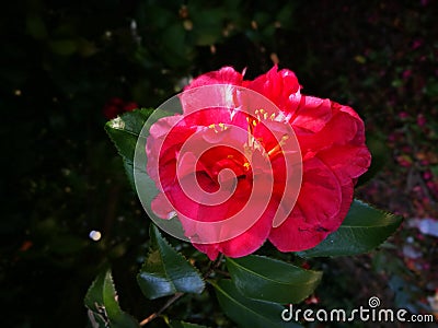 The camellia flower blossoming in the winter Stock Photo