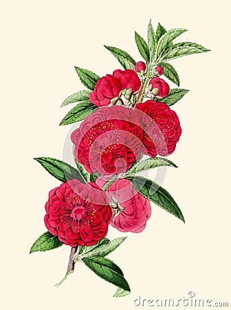 Camellia Flower illustration. Botanical digital art Stock Photo
