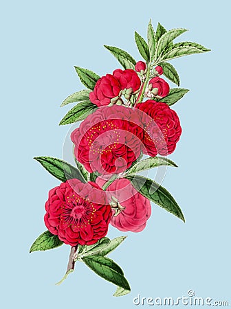 Camellia Flower illustration. Botanical digital art Stock Photo