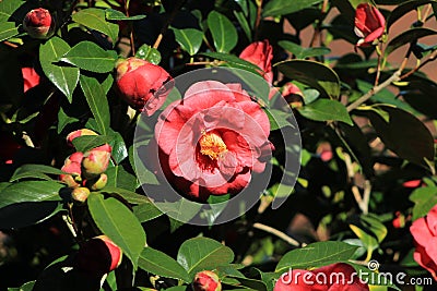 Camellia flower in Pontevedra Stock Photo