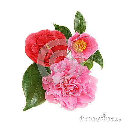 Camellia group Stock Photo