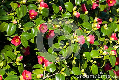 Camellia Japonica Stock Photo