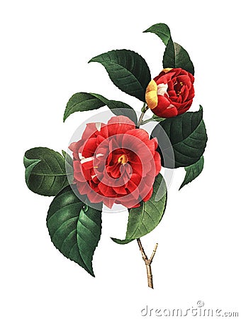 Camellia japonica | Antique Flower Illustrations Cartoon Illustration