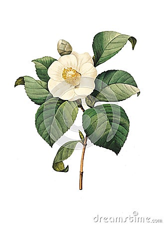 Camellia japonica | Antique Flower Illustrations Cartoon Illustration