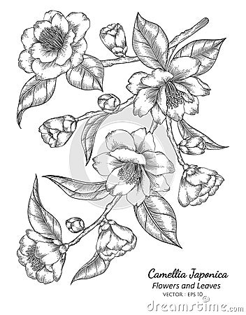 Camellia Japonica flower and leaf drawing illustration with line art on white backgrounds Vector Illustration