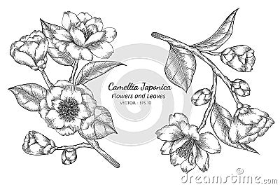 Camellia Japonica flower and leaf drawing illustration with line art on white backgrounds Vector Illustration