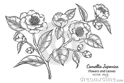 Camellia Japonica flower and leaf drawing illustration with line art on white backgrounds Vector Illustration