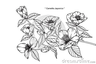 Camellia Japonica flowers drawing and sketch. Vector Illustration