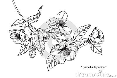 Camellia Japonica flowers drawing and sketch. Vector Illustration