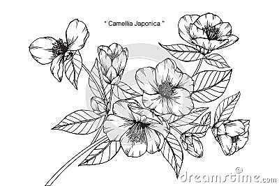 Camellia Japonica flowers drawing and sketch. Vector Illustration