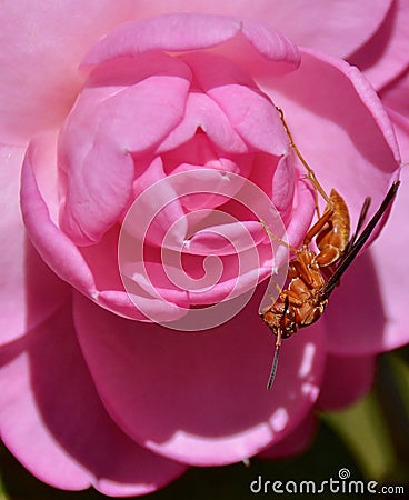 Camellia with red wasp Stock Photo