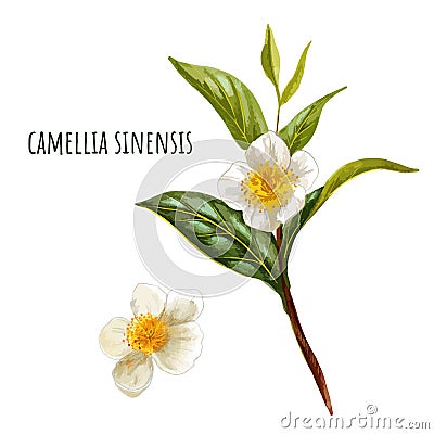 Camellia sinensis, green tea branch with flowers Vector Illustration