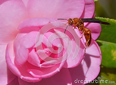 Camellia with wasp Stock Photo