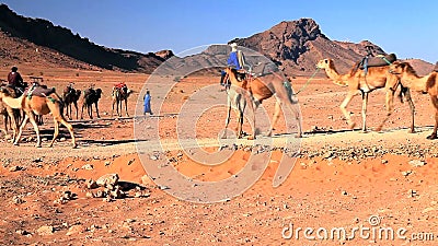 Camellos en el desierto de Sáhara Camellos en el desierto de Sáhara