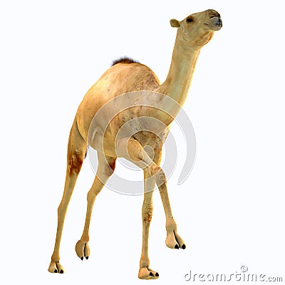 Camelops hesternus on White Stock Photo