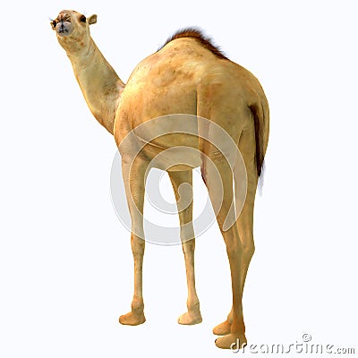 Camelops hesternus Tail Stock Photo