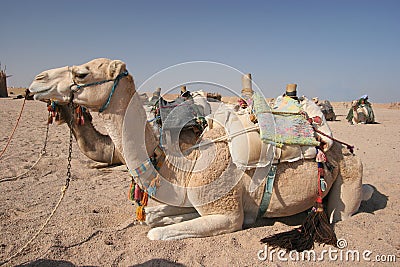 Camels Stock Photo