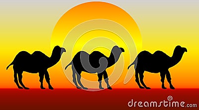 Camels Cartoon Illustration