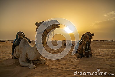 Siluetas de camellos en el desierto del Sahara Stock Photo