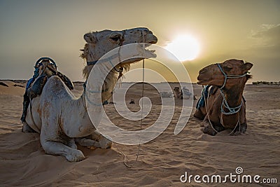 Siluetas de camellos en el desierto del Sahara Stock Photo