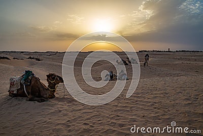 Siluetas de camellos en el desierto del Sahara Stock Photo