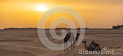 Siluetas de camellos en el desierto del Sahara Stock Photo