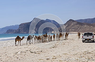 Camels Editorial Stock Photo