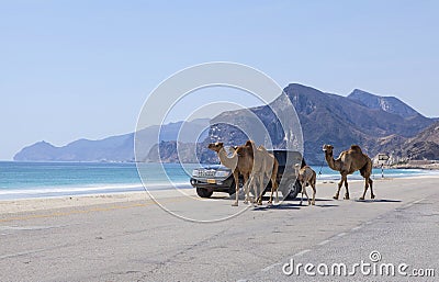 Camels Editorial Stock Photo