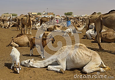 Camels for any choice Stock Photo