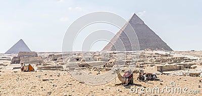 Camels on the background of the Giza pyramid complex Stock Photo