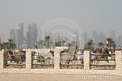 Camels,background towers, palm,sea,Doha, Stock Photo